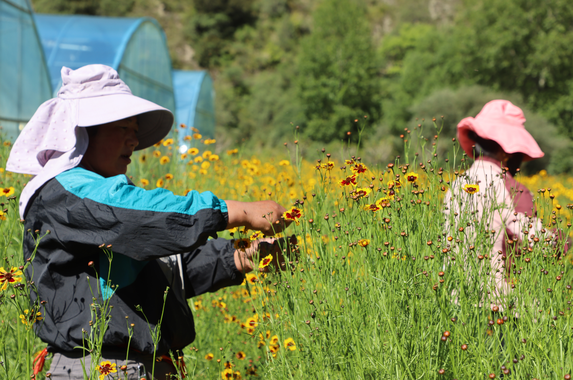 支持?jǐn)U大雪菊種植300畝、藜麥200畝，助力當(dāng)?shù)厝罕娫鍪? class=